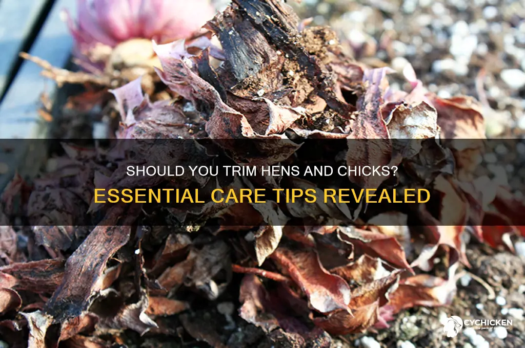 do you need to cut hens and chicks