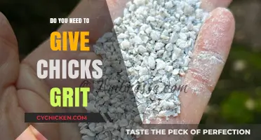 Do Chicks Need Grit? Essential Care Tips for Healthy Growth