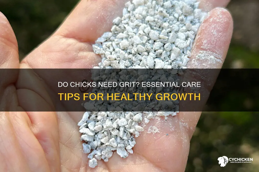 do you need to give chicks grit