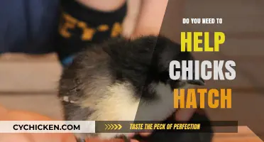 Should You Assist Hatching Chicks? Understanding Natural vs. Human Intervention