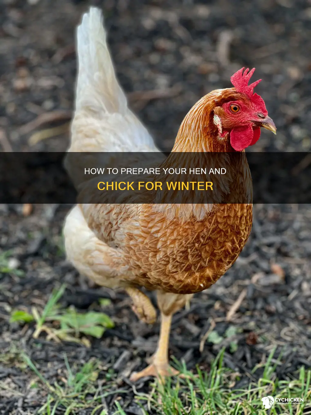 do you need to mulch hen and chicken for winter