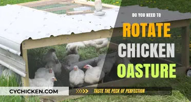 Rotating Chicken Pasture: Essential or Optional for Healthy Flocks?