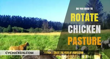 Rotating Chicken Pasture: Essential Tips for Healthy, Sustainable Poultry Farming