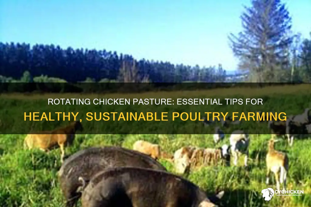 do you need to rotate chicken pasture