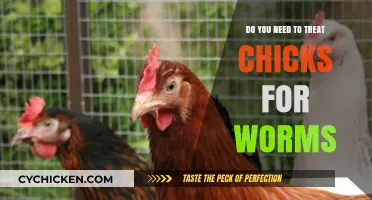 Treating Chicks for Worms: Essential Care or Optional Step?