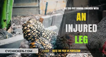 How to Care for a Chicken With an Injured Leg
