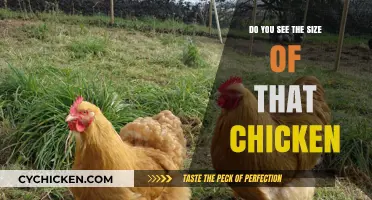 Astonishingly Massive Chicken: Unbelievable Size Leaves Everyone in Awe
