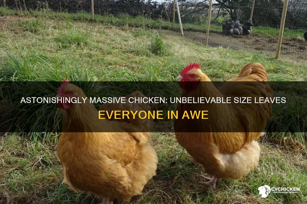 do you see the size of that chicken