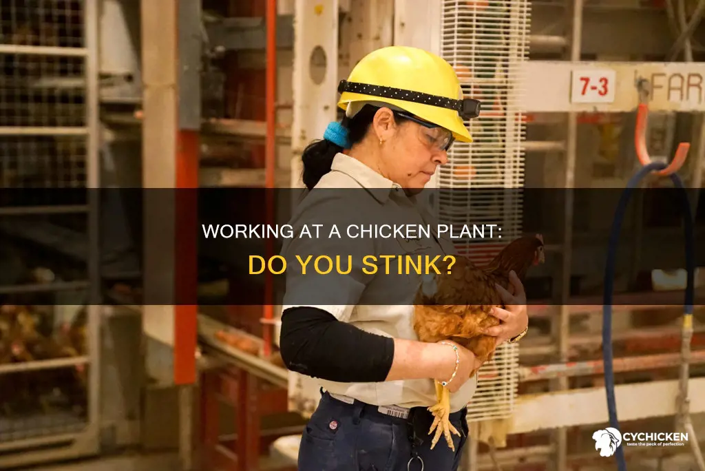 do you stink after working at a chicken process plant