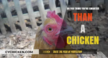 Brain Power: Are Humans Smarter Than Chickens?