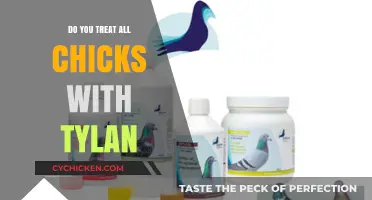 Should You Treat All Chicks with Tylan? Expert Insights and Advice