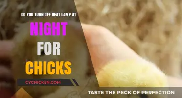 Heat Lamp for Chicks: On or Off at Night?