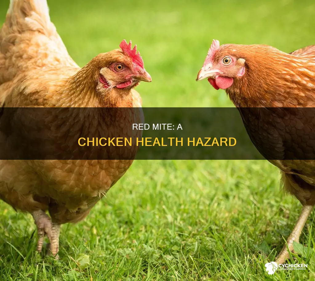 do your chickens have red mite chicken health chickens omletomlet