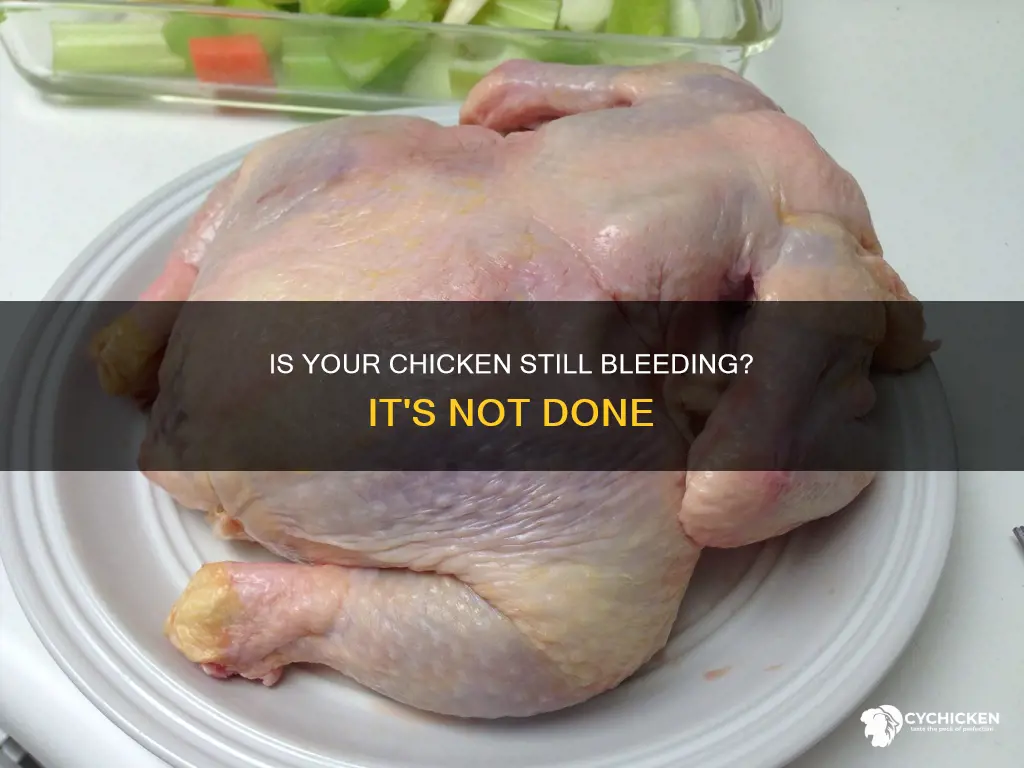 does a bloody chicken mean it