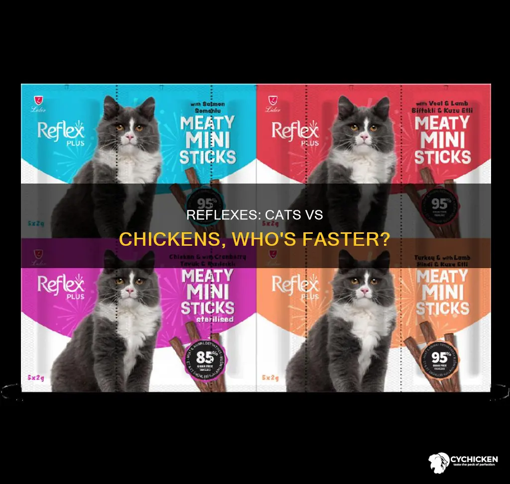 does a cat have better reflexex than a chicken