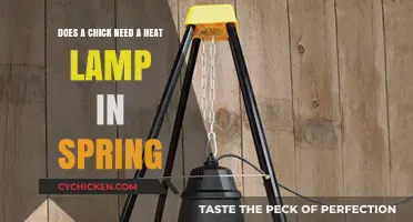 Spring Chickens: Heat Lamps Needed?