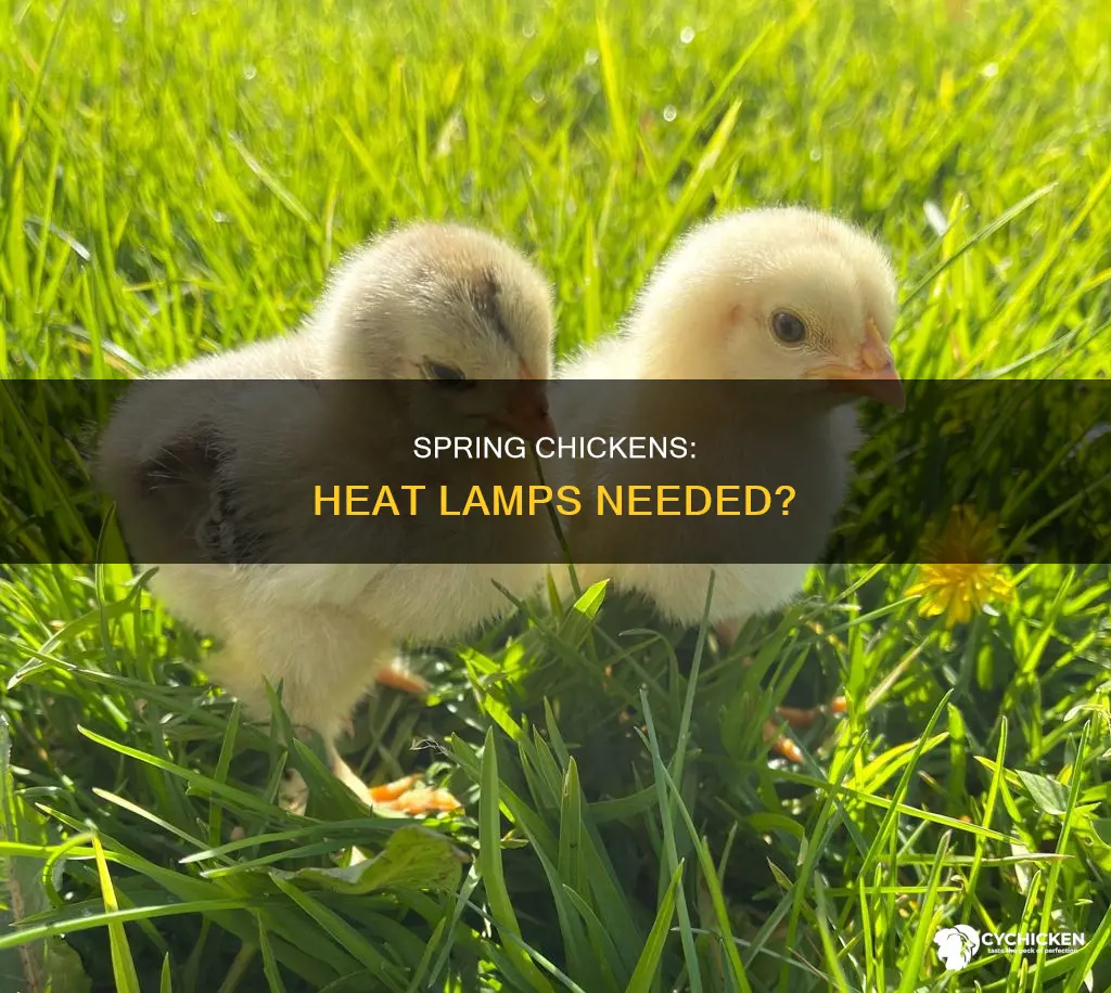does a chick need a heat lamp in spring
