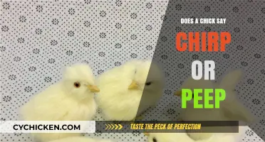 Chirp or Peep: Decoding the Sounds of Baby Chicks