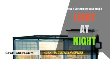 Chicken Brooder Lighting: Night Light Needed?