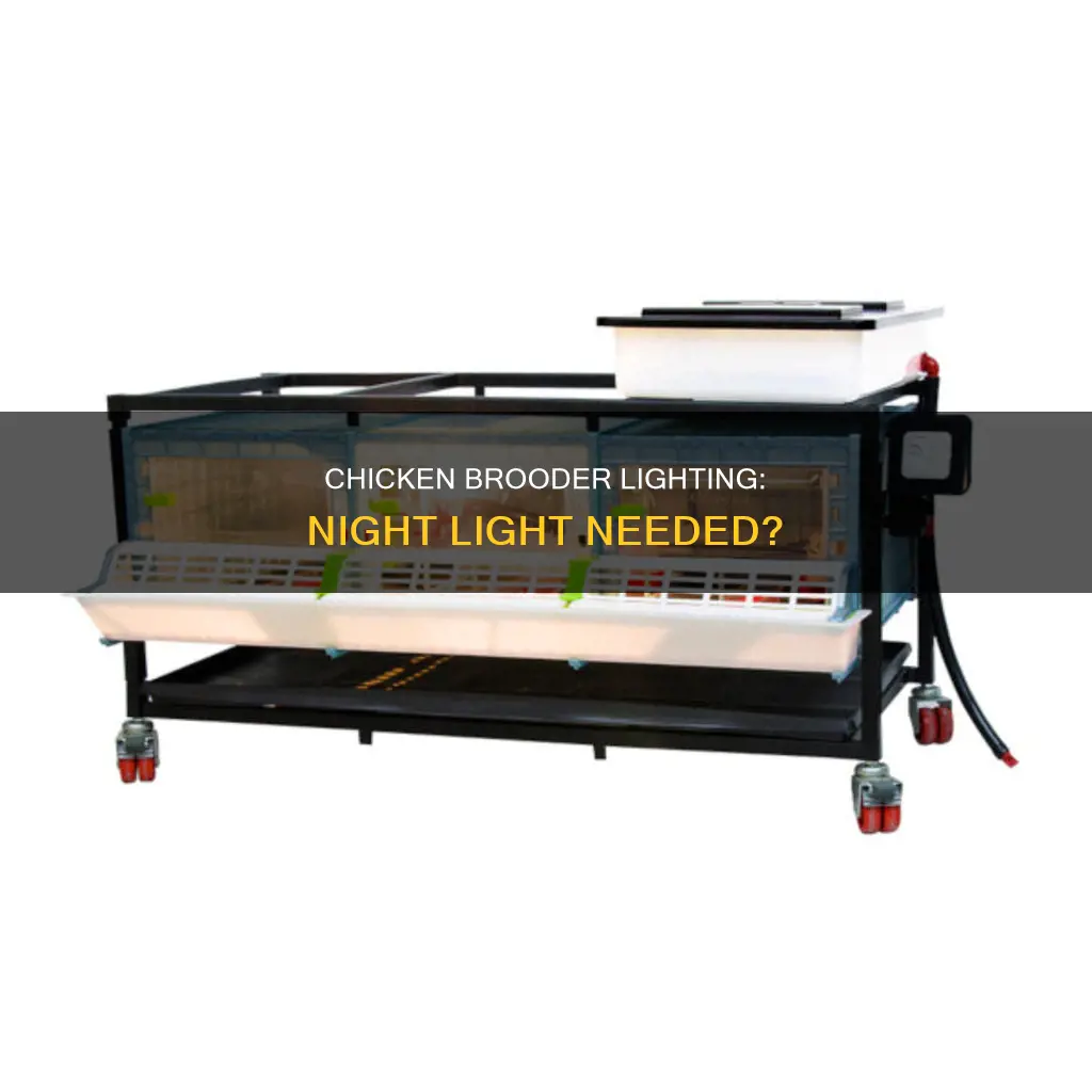 does a chicken brooder need a light at night