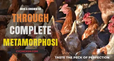 Do Chickens Undergo Complete Metamorphosis? Unraveling the Truth