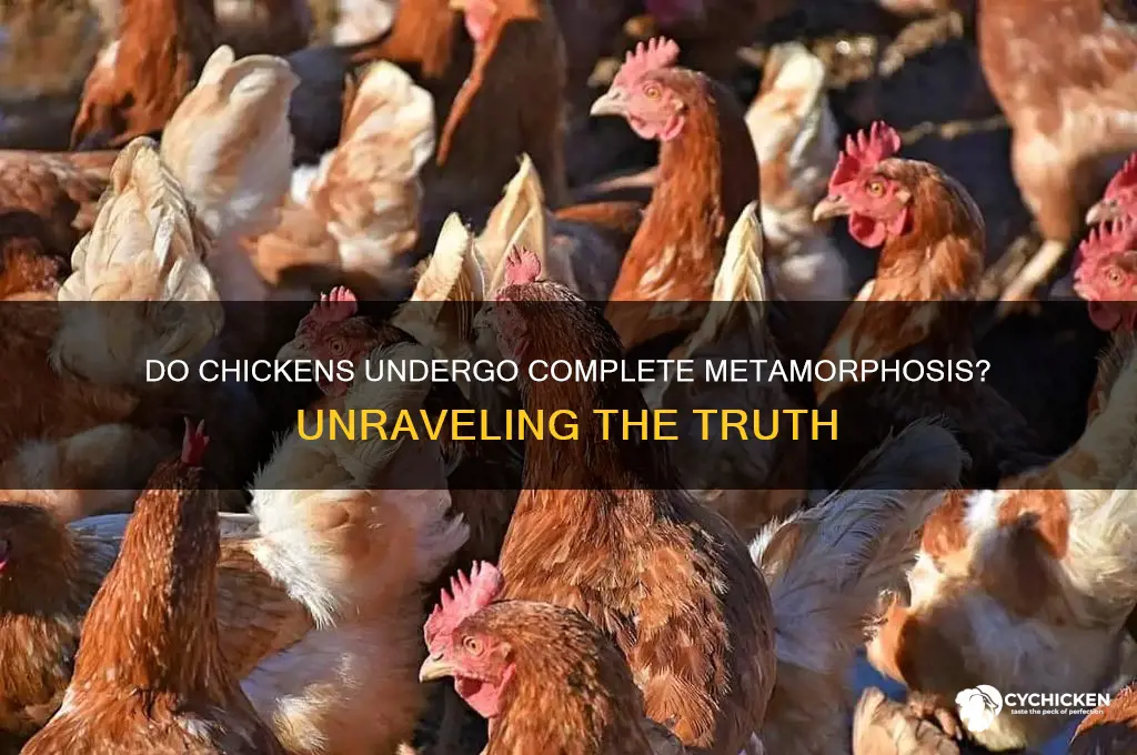 does a chicken go through complete metamorphosis