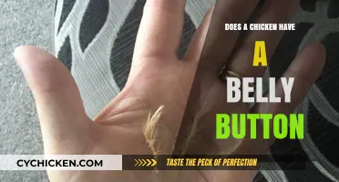 Do Chickens Have Belly Buttons? Uncovering the Truth About Poultry Anatomy