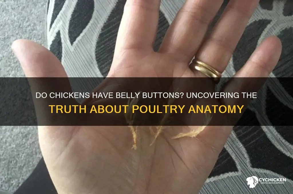 does a chicken have a belly button