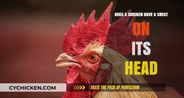 The Crested Chicken: Headgear or Natural Feature?