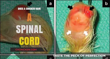 Unraveling the Mystery: Do Chickens Possess a Spinal Cord?
