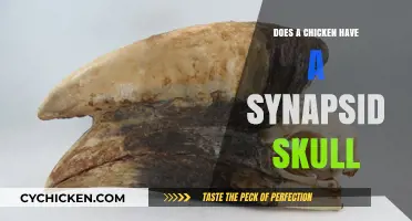 Do Chickens Have Synapsid Skulls? Unraveling Avian Anatomy