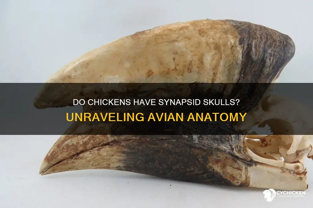 does a chicken have a synapsid skull