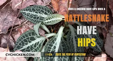 The Mystery of Chicken Lips and Rattlesnake Hips