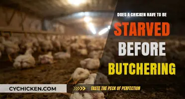 Starving Chickens Before Butchering: Necessary or Unnecessary?