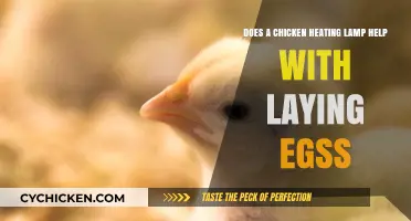 How a Heating Lamp Boosts Chicken Egg Production
