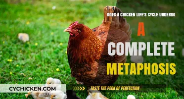 Understanding the Chicken's Life Cycle and Metamorphosis