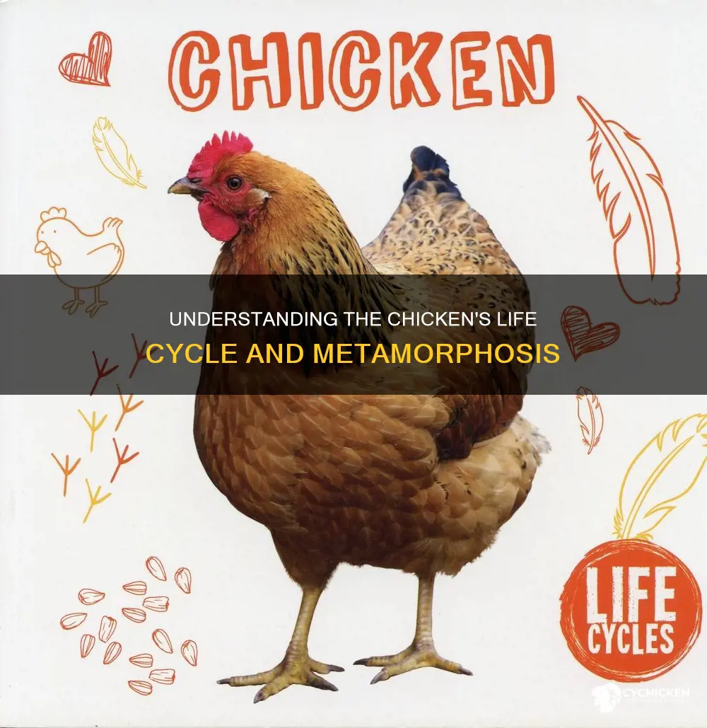 does a chicken life