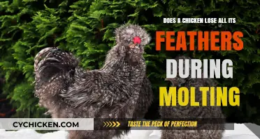 Molting Chickens: Do They Go Completely Bald?