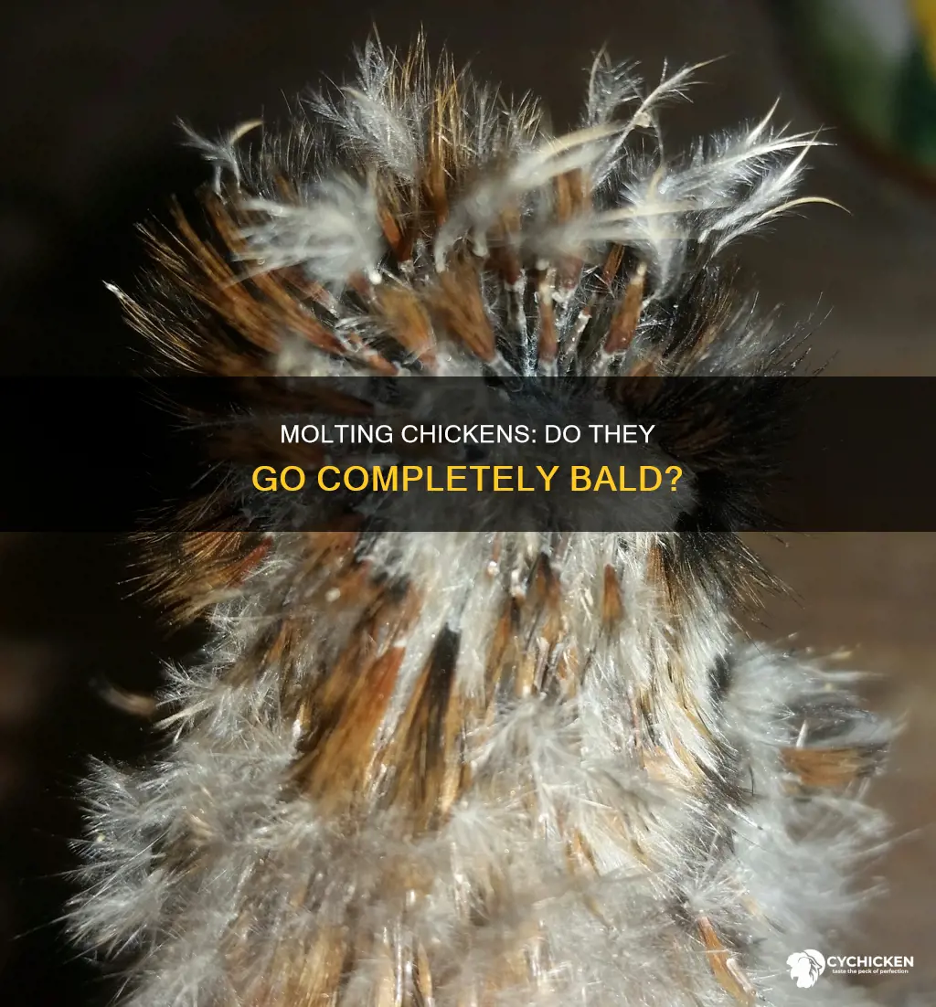 does a chicken lose all its feathers during molting