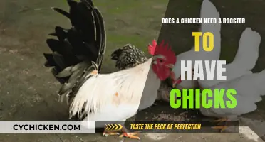 How Do Chicks Come About? Roosters and Chickens Explained