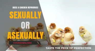 How Chickens Reproduce: Understanding Sexual vs. Asexual Reproduction in Poultry