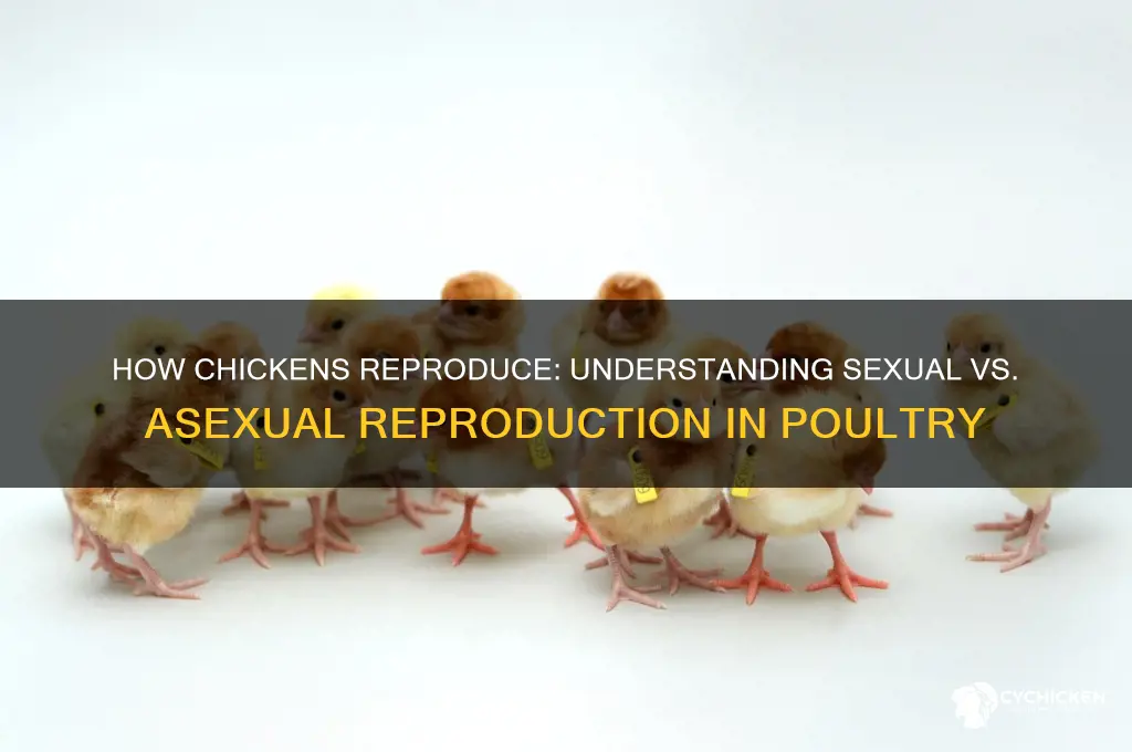 does a chicken reproduce sexually or asexually
