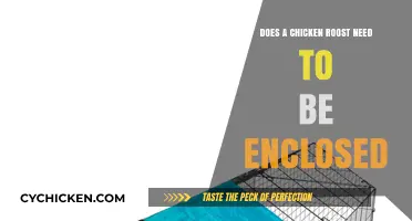 Should You Enclose Your Chicken Roost? Pros, Cons, and Best Practices