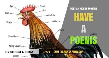 Do Roosters Have Penises? Unraveling the Mystery of Chicken Anatomy