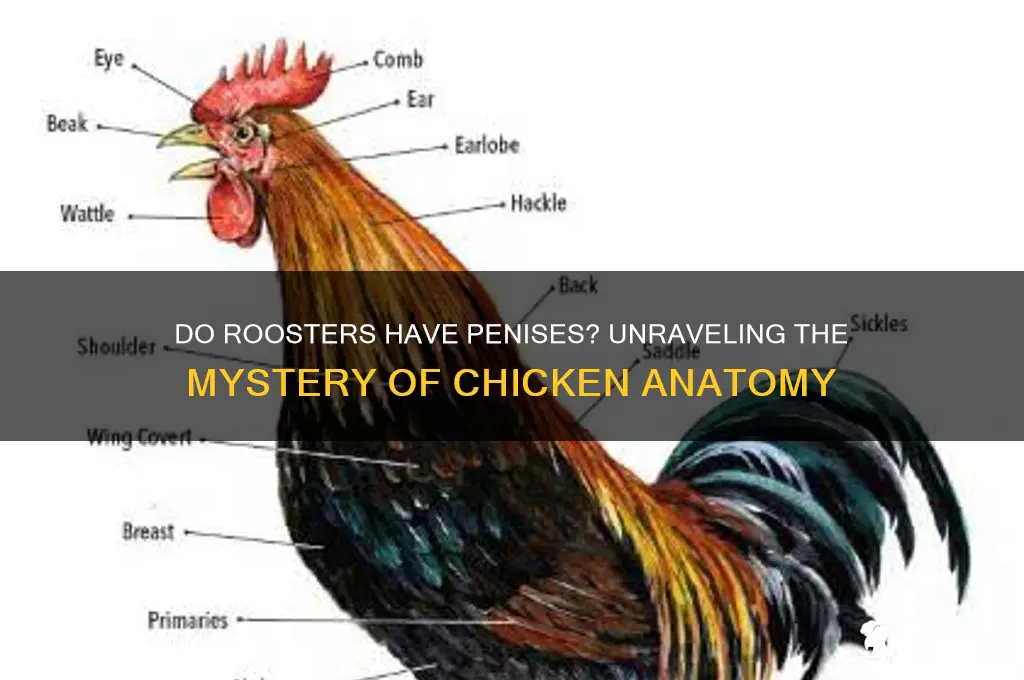 does a chicken rooster have a poenis