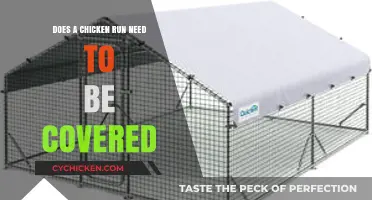 Should You Cover Your Chicken Run? Pros, Cons, and Best Practices