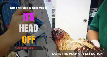 The Chicken's Headless Sprint: What Really Happens?