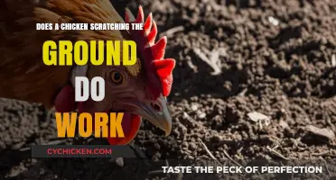 Does Chicken Ground Scratching Actually Accomplish Anything? Exploring Its Purpose