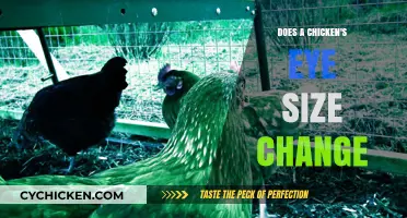 Do Chickens' Eye Sizes Change? Exploring Avian Vision Development