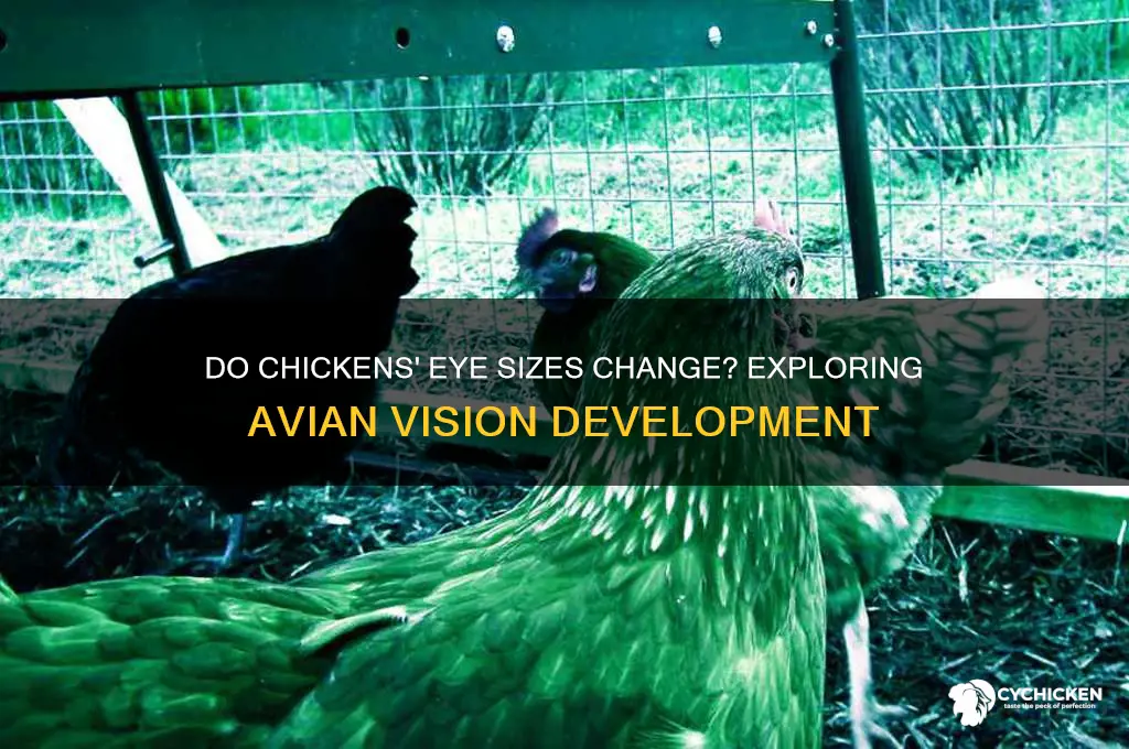 does a chicken